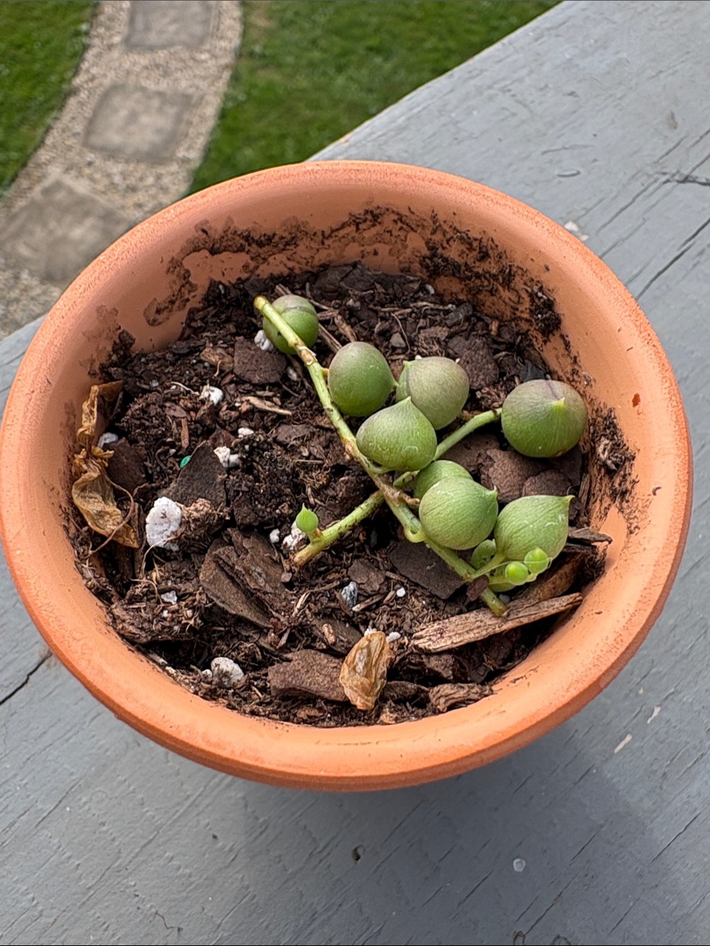 Live String of Pearls starter plant.